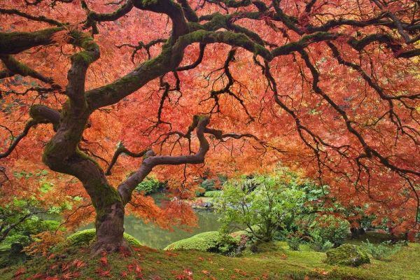 Paulson, Don 아티스트의 OR, Portland Japanese maple tree next to a pond작품입니다.